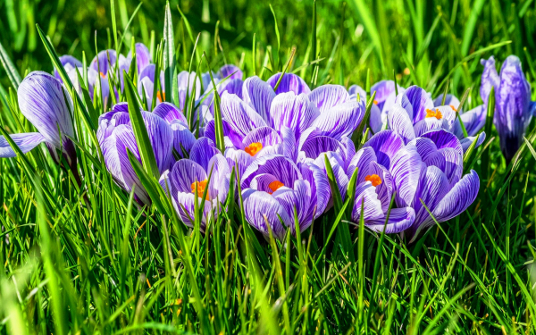 Крокусы в траве