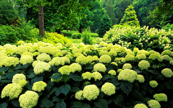 Парковые цветы