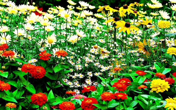 Садовые цветы