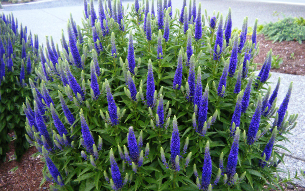 Вероника колосковая