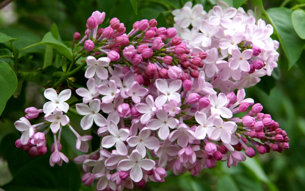 Ветка сирени