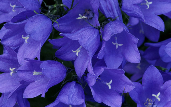 Колокольчики