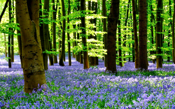 Лесные цветы