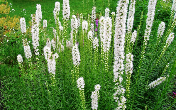 Лиатрисы белые