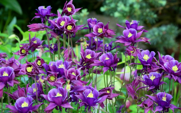 Фиолетовые аквилегии