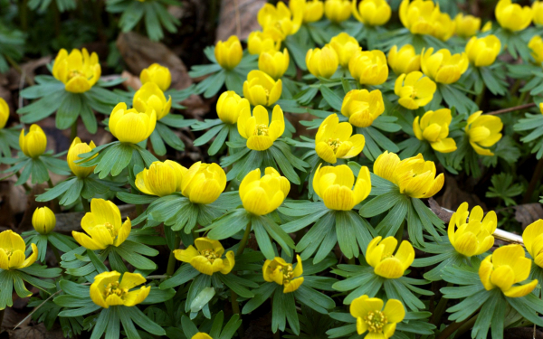 Цветы весенники