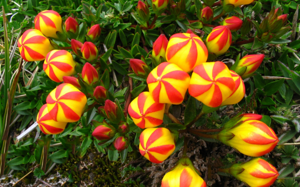 Цветы горечавочки