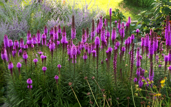 Цветы лиатрисы