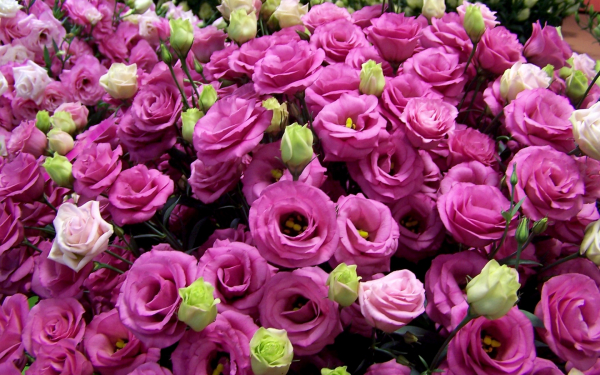 Эустомы разноцветные