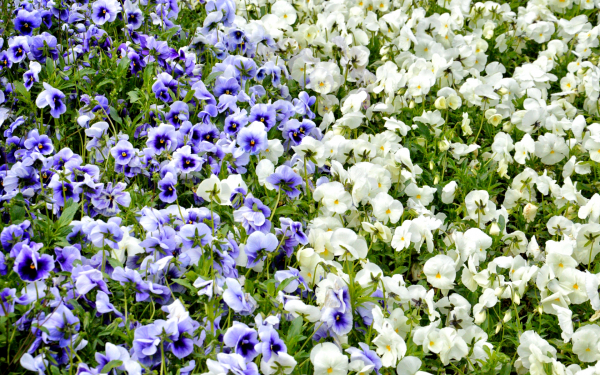 Анютины глазки