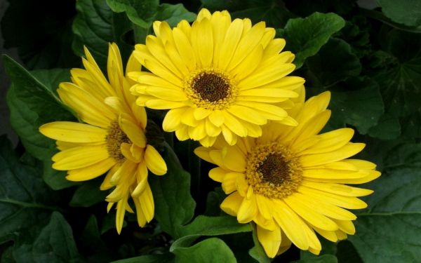 Герберы желтые