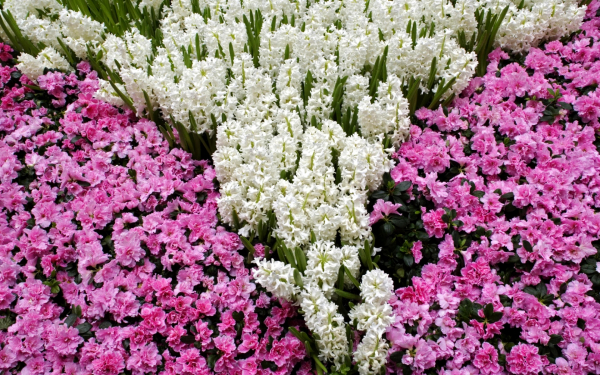 Гиацинты и азалия