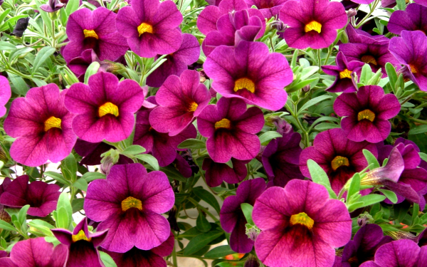 Калибрахоа