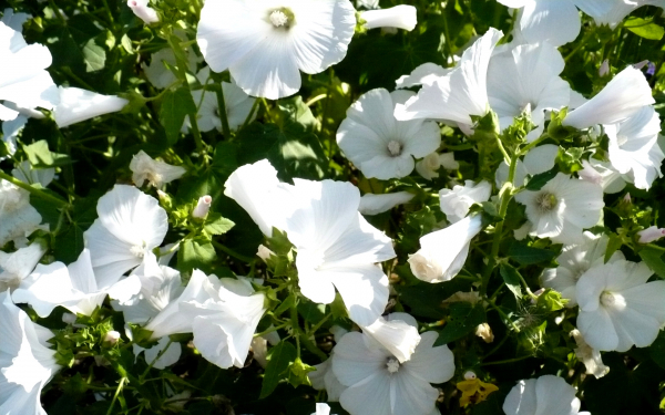 Лаватера белая