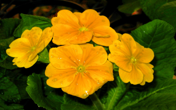 Примула желтая