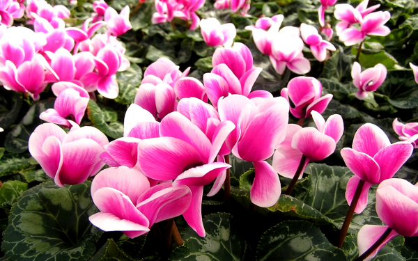 Цикламены розовые