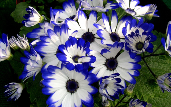 Цинерария бело-синяя