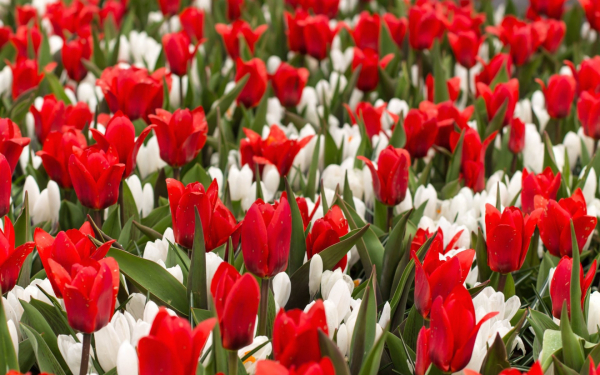 Весенние цветы