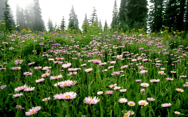 Лесные маргаритки