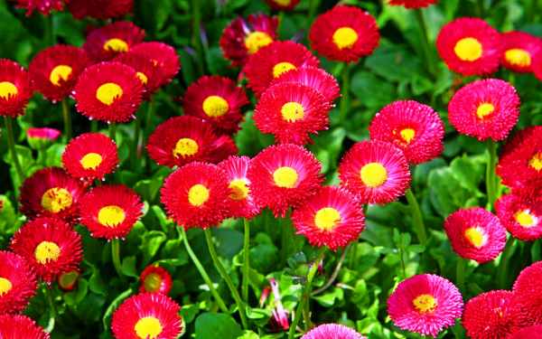 Маргаритки