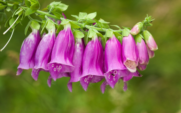 Наперстянка