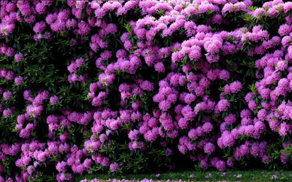 Рододендрон