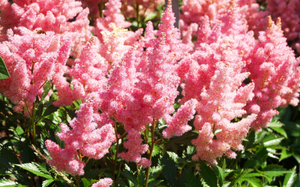 Розовая астильба