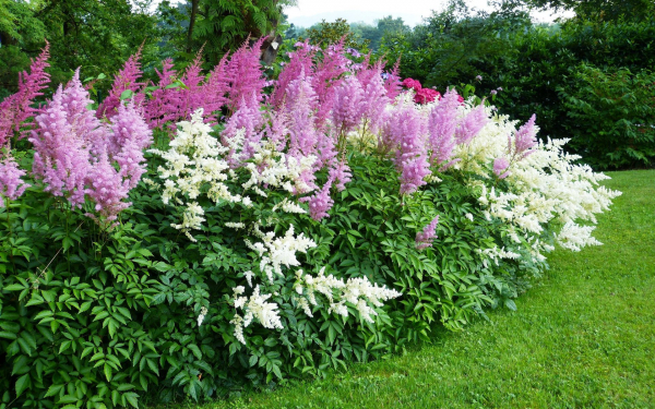 Украшение сада астильба