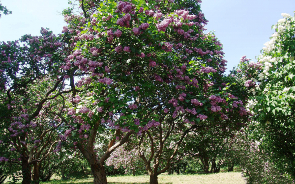 Цветет сирень
