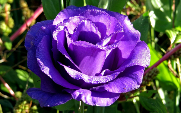 Цветок эустома