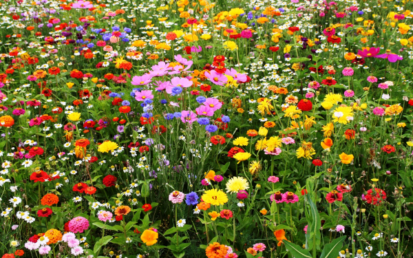 Цветочное ассорти