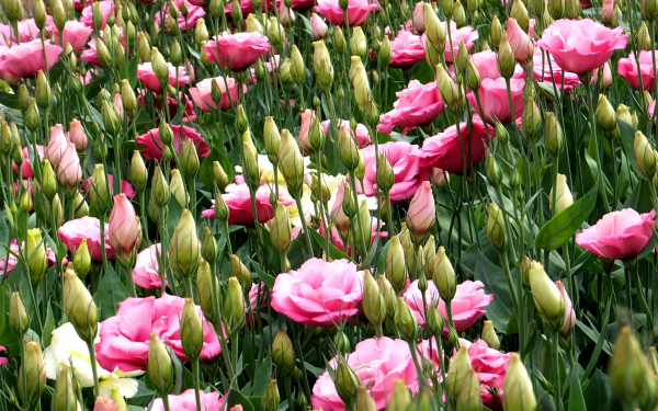 Эустомы цветут