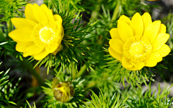 Адонис весенний