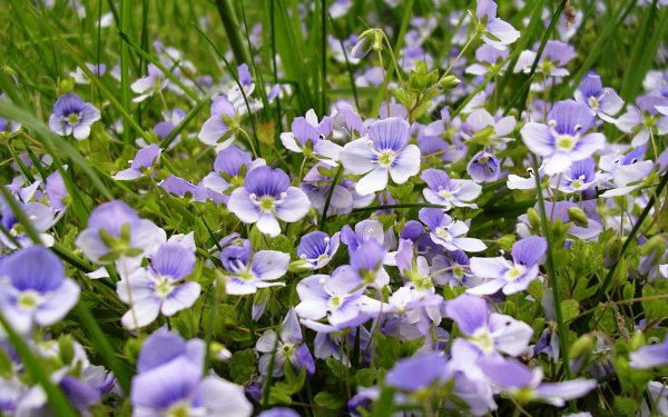 Вероника цветы