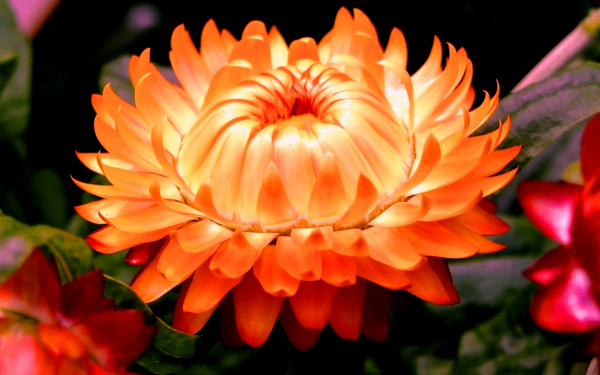 Гелихризум оранжевый