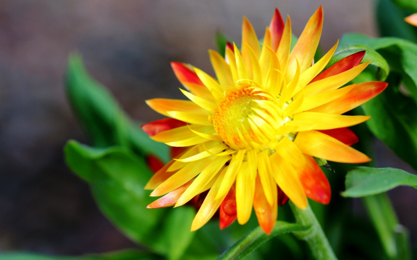 Гелихризум