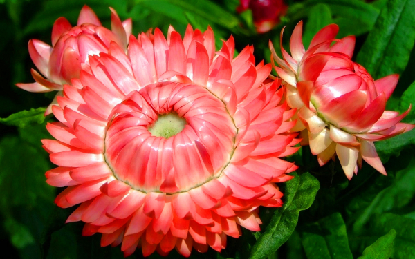 Гелихризумы розовые