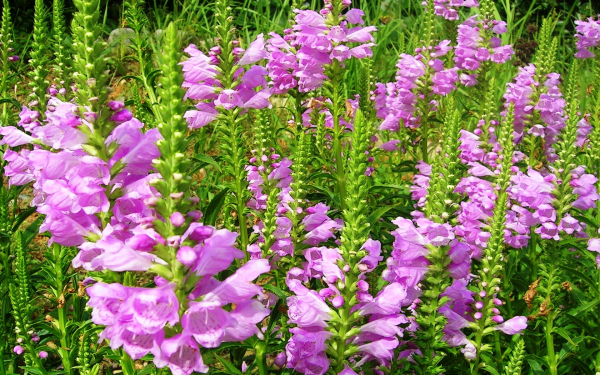 Физостегия виргинская