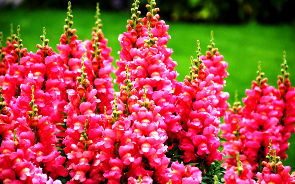 Цветы львиный зев