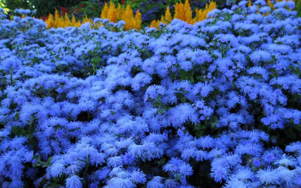 Агератумы голубые
