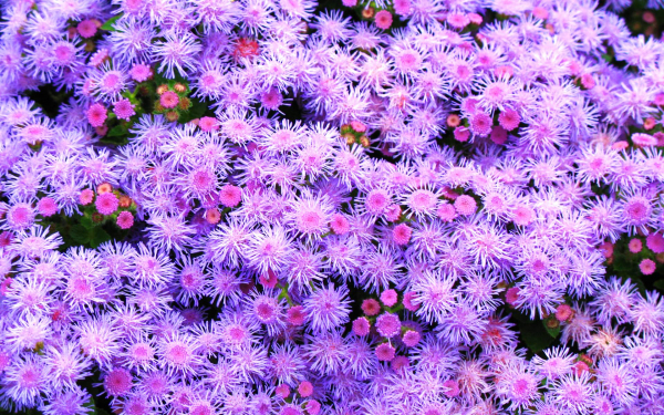 Агератумы лиловые