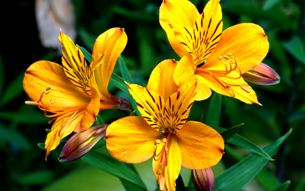 Альстромерия желтая