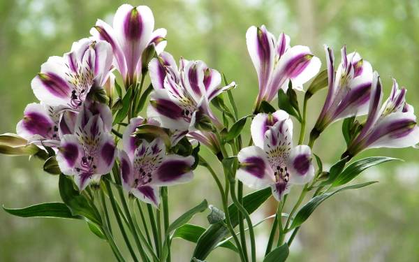 Альстромерия