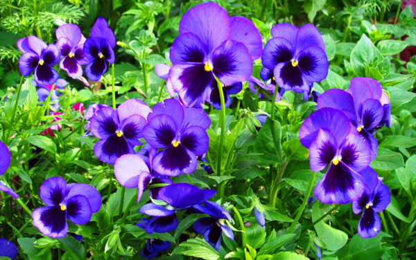 Анютины глазки