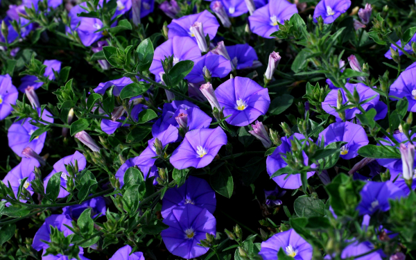 Вьюнок мавританский