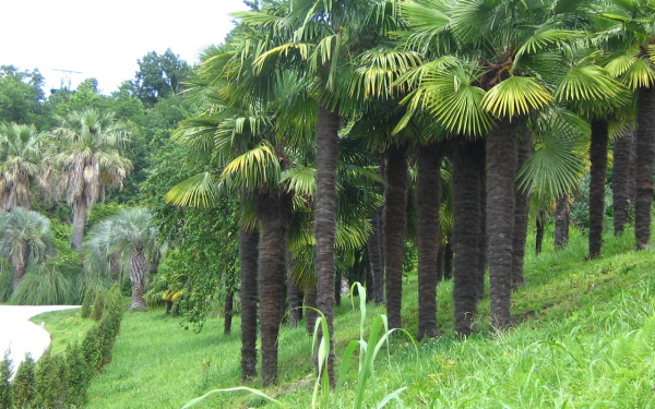 В ботаническом саду Сочи