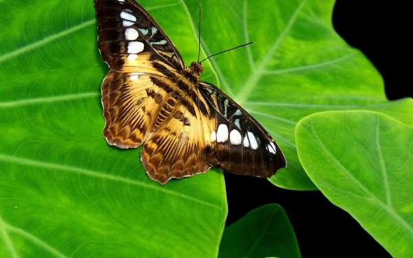Бабочка  на листьях