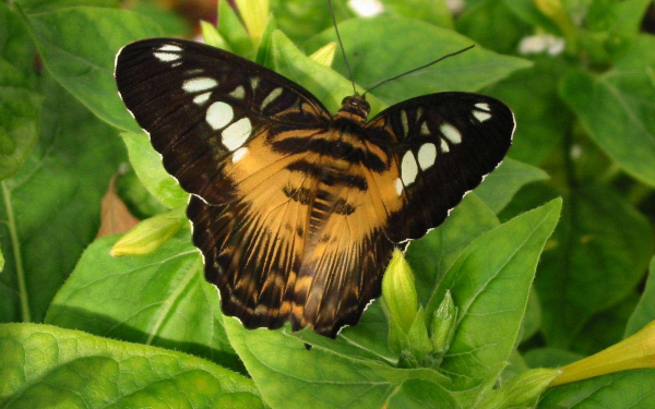 Бабочка  Парусник