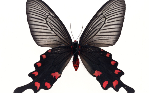 Бабочка с  маленькими  крыльями