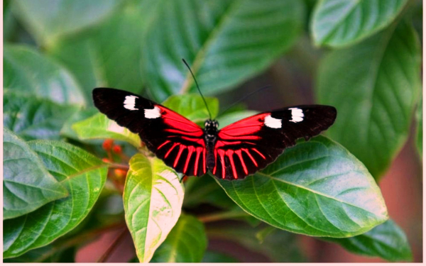 Бабочка цветок